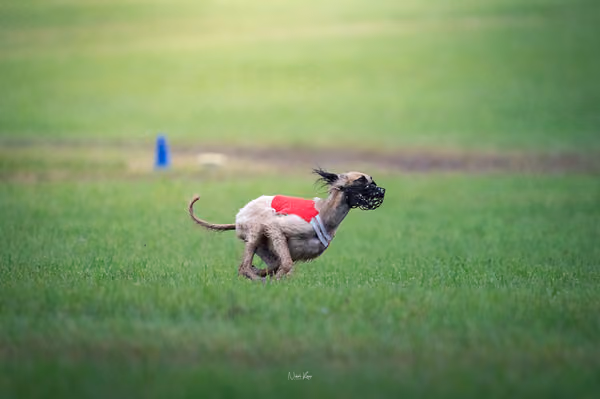 Afghan Hound - Females — DSC09674