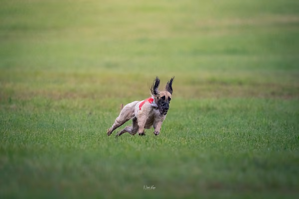 Afghan Hound - Females — DSC09669