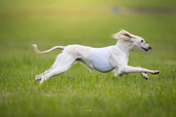 Afghan Hound - Females — DSC09697