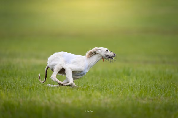 Afghan Hound - Females — DSC09694
