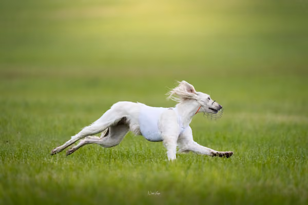 Afghan Hound - Females — DSC09691