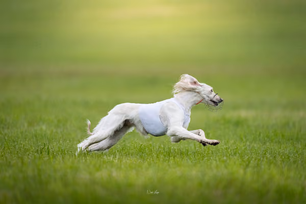 Afghan Hound - Females — DSC09690