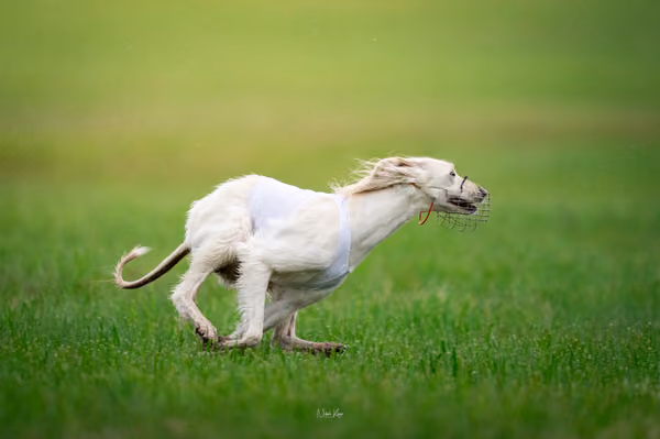 Afghan Hound - Females — DSC09687