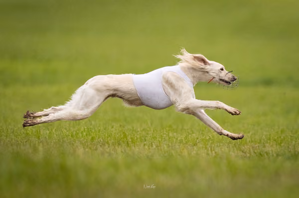 Afghan Hound - Females — DSC09646