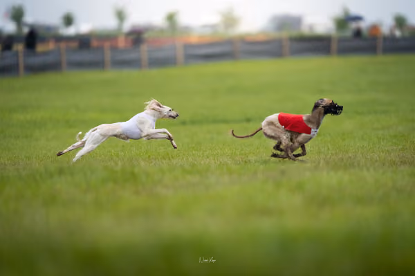 Afghan Hound - Females — DSC09645