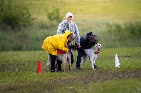Afghan Hound - Females — DSC09642