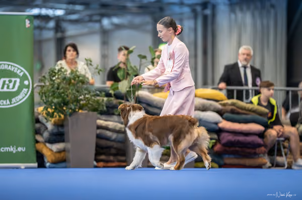 INTERCANIS Brno – JH 1