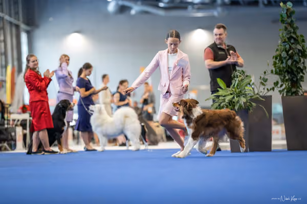 INTERCANIS Brno – JH 1