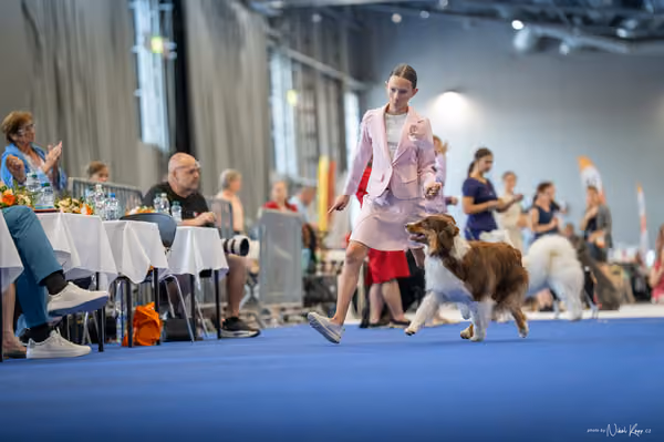 INTERCANIS Brno – JH 1