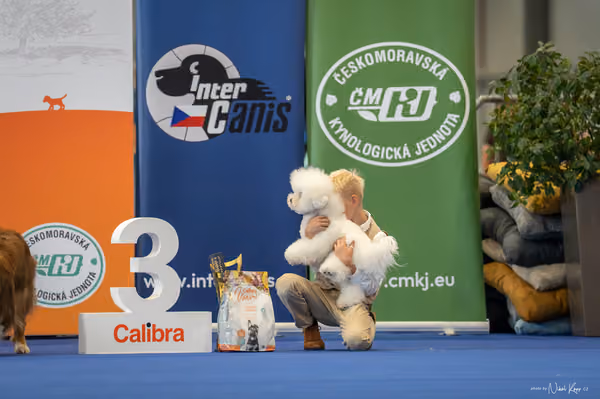 INTERCANIS Brno – JH 1