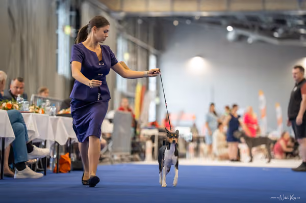 INTERCANIS Brno – JH 2