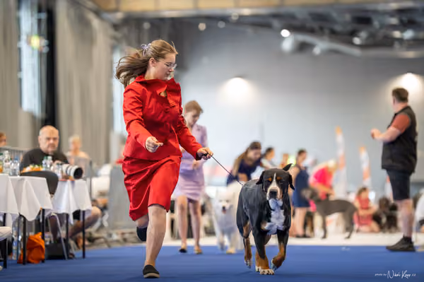 INTERCANIS Brno – JH 2