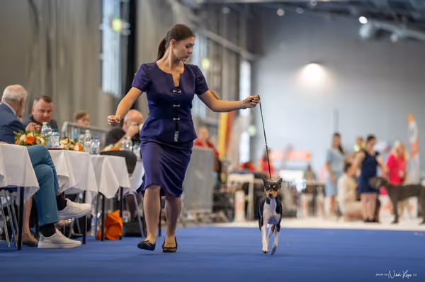 INTERCANIS Brno – JH 2