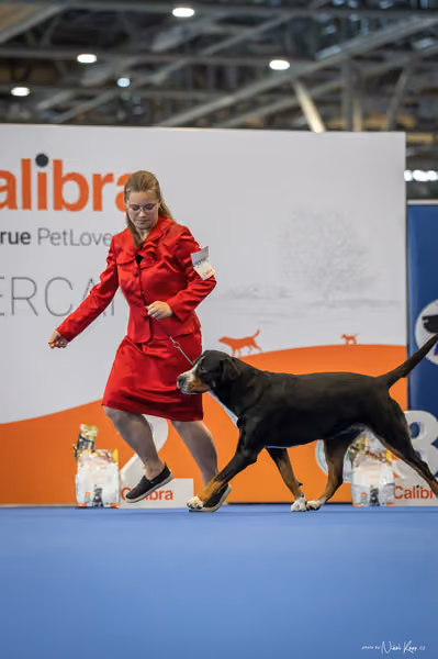 INTERCANIS Brno – JH 2