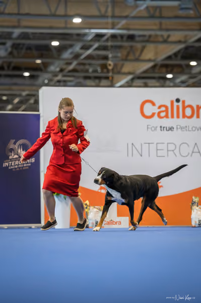 INTERCANIS Brno – JH 2