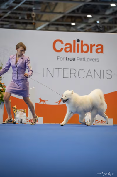 INTERCANIS Brno – JH 2