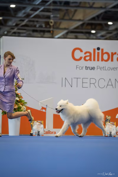 INTERCANIS Brno – JH 2