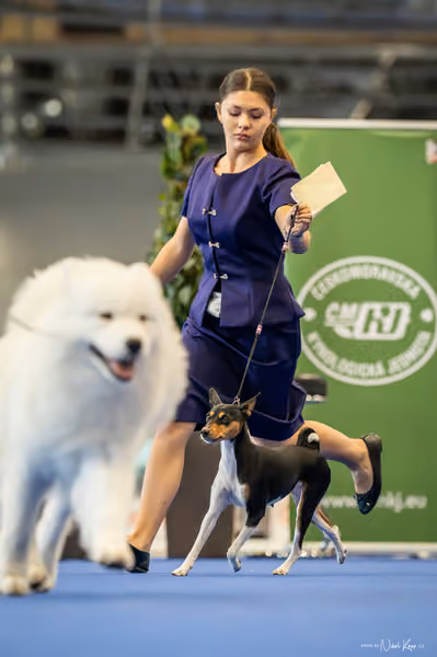 INTERCANIS Brno – JH 2