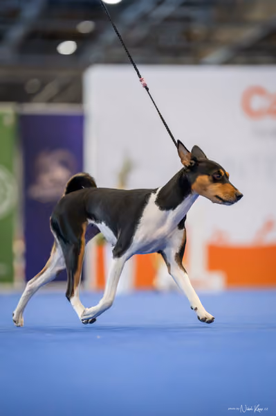 INTERCANIS Brno – JH 2
