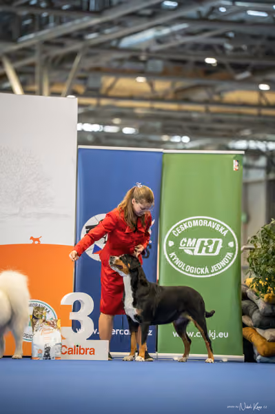 INTERCANIS Brno – JH 2