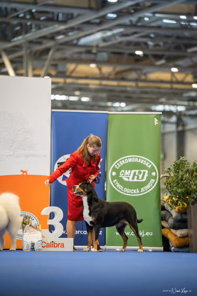 INTERCANIS Brno – JH 2