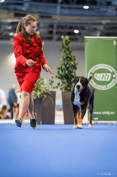INTERCANIS Brno – JH 2