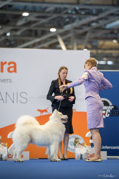 INTERCANIS Brno – JH 2