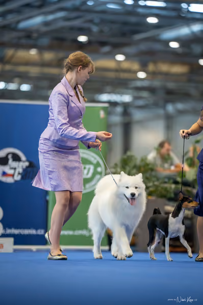 INTERCANIS Brno – JH 2