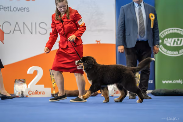 INTERCANIS Brno – ŠTĚNĚ
