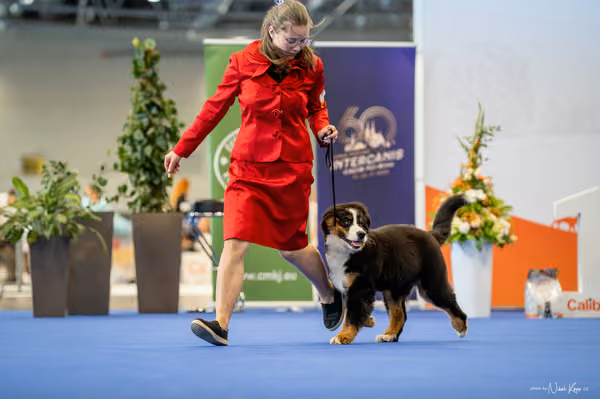 INTERCANIS Brno – ŠTĚNĚ