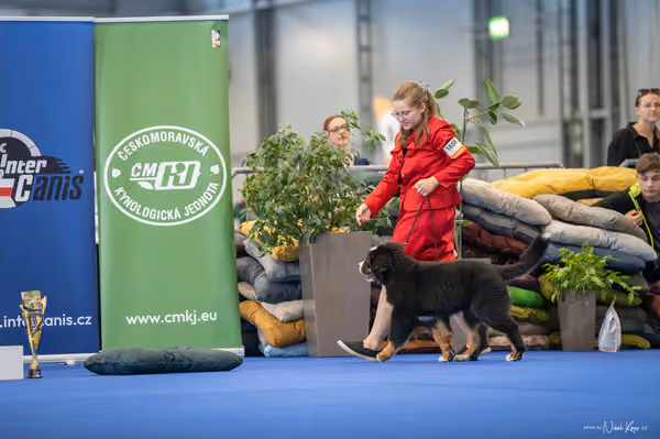INTERCANIS Brno – ŠTĚNĚ