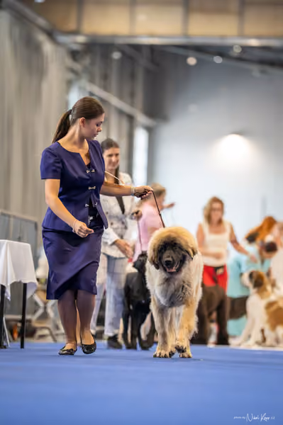 INTERCANIS Brno – DOROST