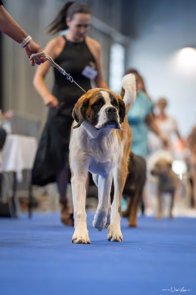 INTERCANIS Brno – DOROST
