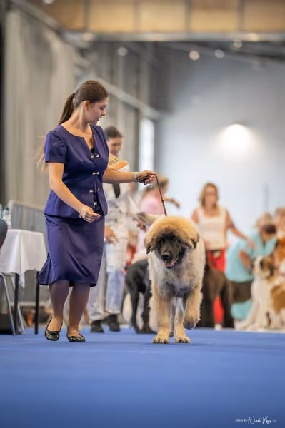 INTERCANIS Brno – DOROST