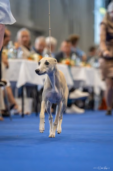 INTERCANIS Brno – DOROST