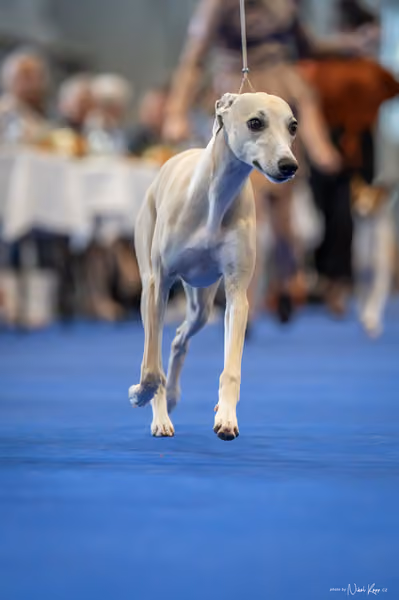 INTERCANIS Brno – DOROST