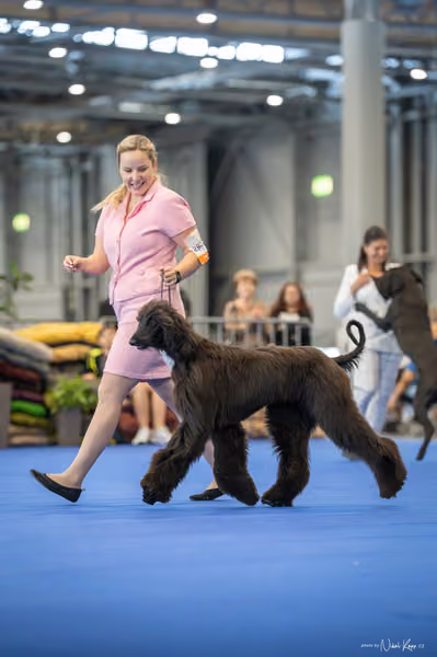 INTERCANIS Brno – DOROST