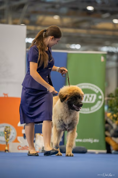 INTERCANIS Brno – DOROST