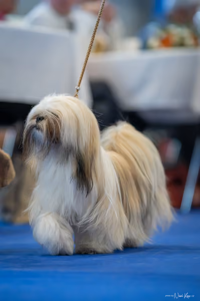 INTERCANIS Brno – DOROST