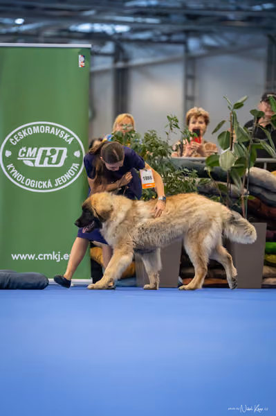 INTERCANIS Brno – DOROST
