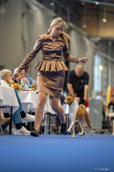 INTERCANIS Brno – DOROST