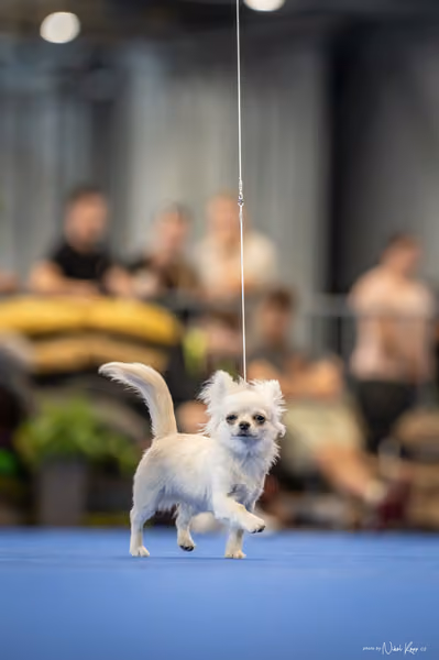 INTERCANIS Brno – DOROST