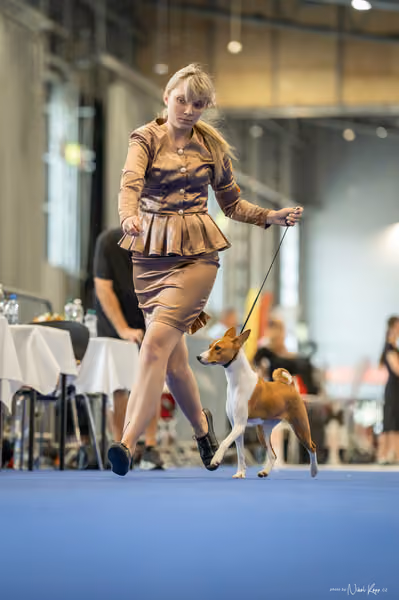 INTERCANIS Brno – DOROST