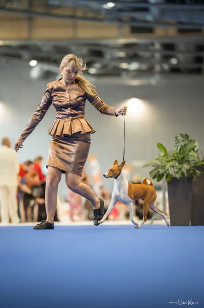 INTERCANIS Brno – DOROST