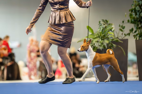 INTERCANIS Brno – DOROST