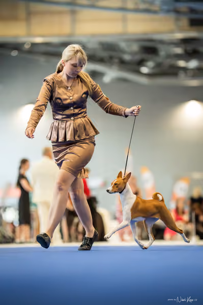 INTERCANIS Brno – DOROST