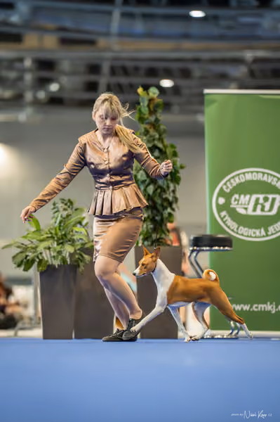 INTERCANIS Brno – DOROST