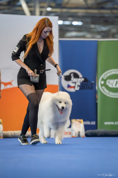 INTERCANIS Brno – DOROST