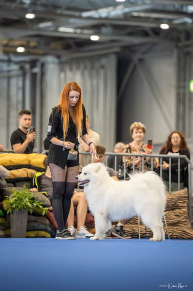 INTERCANIS Brno – DOROST