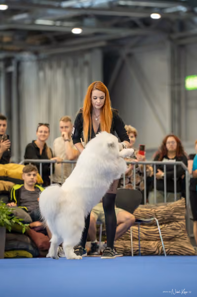 INTERCANIS Brno – DOROST